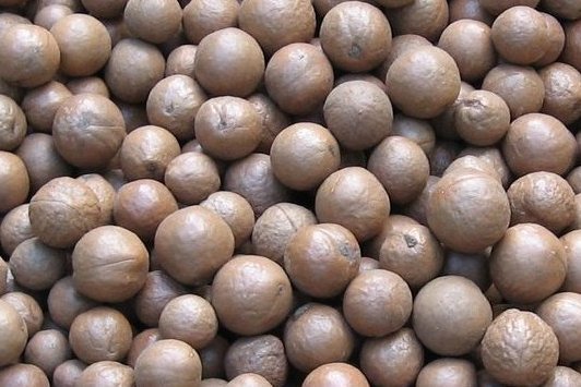 Macadamia noten in de dop NIEUWE OOGST 2023 !! 1 KG