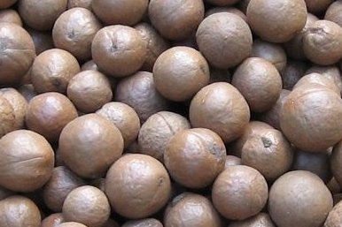 Macadamia noten in de dop OOGST 2021 !!  11.34 KG