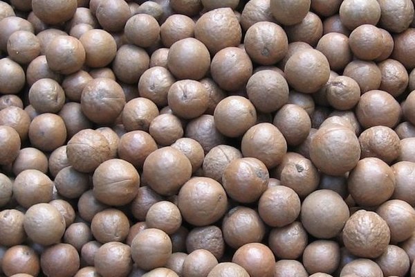 Macadamia noten in de dop NIEUWE OOGST 2023 !! 450 gram